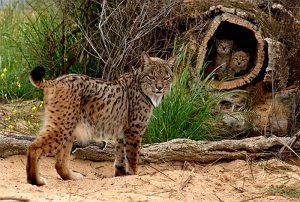 lince ibérico