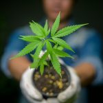 España, el segundo mayor comprador de cannabis medicinal luso